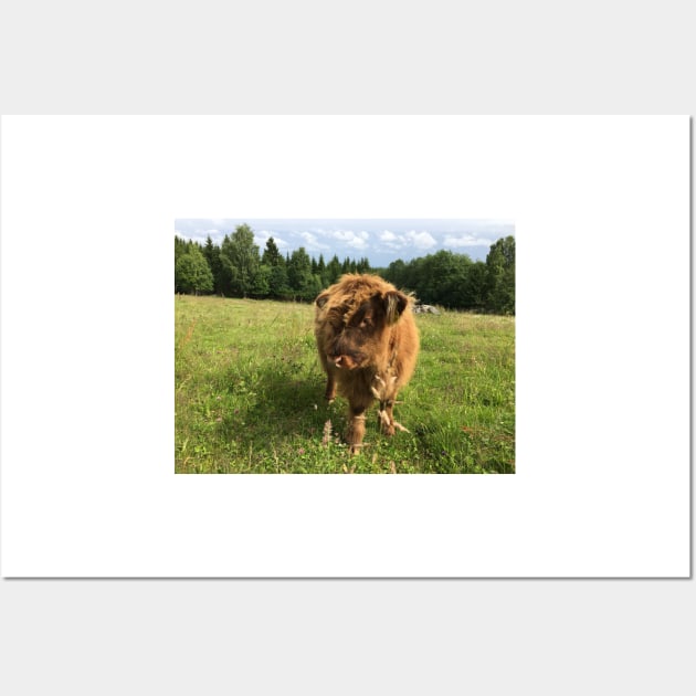 Scottish Highland Cattle Calf 1452 Wall Art by SaarelaHighland